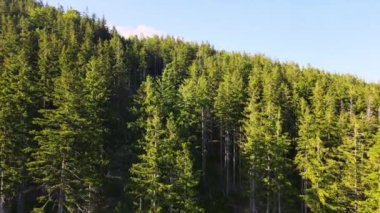 Almanya 'nın kozalaklı ormanları insansız hava aracı yazından görünüyor