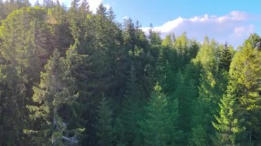 Almanya 'nın kozalaklı ormanları insansız hava aracı yazından görünüyor