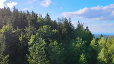 Almanya 'nın kozalaklı ormanları insansız hava aracı yazından görünüyor