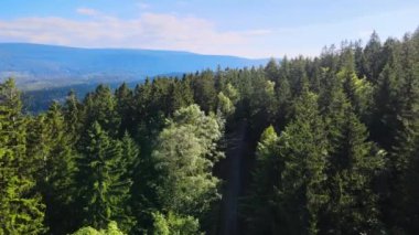 Almanya 'nın kozalaklı ormanları insansız hava aracı yazından görünüyor