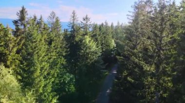 Almanya 'nın kozalaklı ormanları insansız hava aracı yazından görünüyor