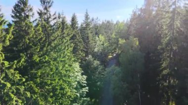 Almanya 'nın kozalaklı ormanları insansız hava aracı yazından görünüyor