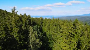 Almanya 'nın kozalaklı ormanları insansız hava aracı yazından görünüyor