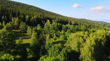 Almanya 'nın kozalaklı ormanları insansız hava aracı yazından görünüyor