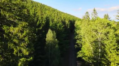 Almanya 'nın kozalaklı ormanları insansız hava aracı yazından görünüyor