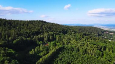 Almanya 'nın kozalaklı ormanları insansız hava aracı yazından görünüyor