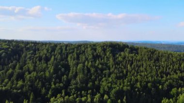 Almanya 'nın kozalaklı ormanları insansız hava aracı yazından görünüyor