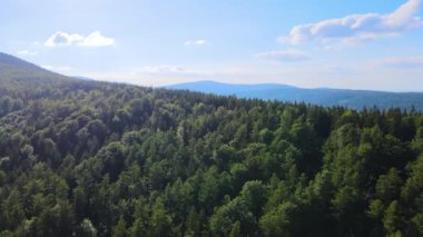 Almanya 'nın kozalaklı ormanları insansız hava aracı yazından görünüyor