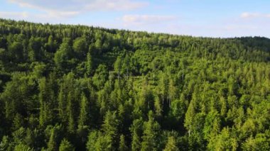 Almanya 'nın kozalaklı ormanları insansız hava aracı yazından görünüyor