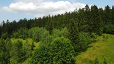 Almanya 'nın kozalaklı ormanları insansız hava aracı yazından görünüyor