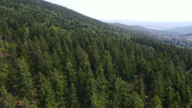 Almanya 'nın kozalaklı ormanları insansız hava aracı yazından görünüyor