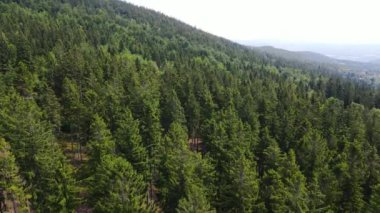 Almanya 'nın kozalaklı ormanları insansız hava aracı yazından görünüyor