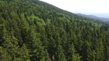 Almanya 'nın kozalaklı ormanları insansız hava aracı yazından görünüyor