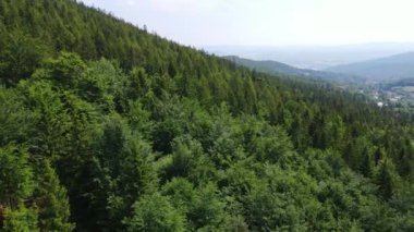 Almanya 'nın kozalaklı ormanları insansız hava aracı yazından görünüyor