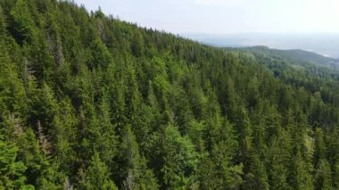 Almanya 'nın kozalaklı ormanları insansız hava aracı yazından görünüyor