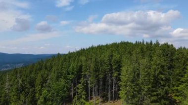 Almanya 'nın kozalaklı ormanları insansız hava aracı yazından görünüyor