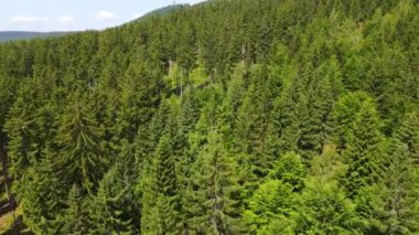 Almanya 'nın kozalaklı ormanları insansız hava aracı yazından görünüyor