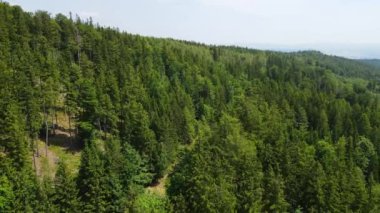 Almanya 'nın kozalaklı ormanları insansız hava aracı yazından görünüyor