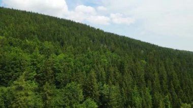 Almanya 'nın kozalaklı ormanları insansız hava aracı yazından görünüyor