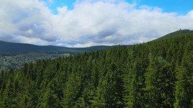 Almanya 'nın kozalaklı ormanları insansız hava aracı yazından görünüyor