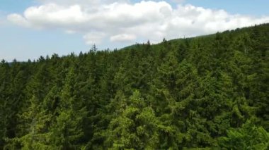 Almanya 'nın kozalaklı ormanları insansız hava aracı yazından görünüyor