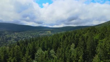 Almanya 'nın kozalaklı ormanları insansız hava aracı yazından görünüyor