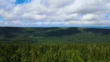 Almanya 'nın kozalaklı ormanları insansız hava aracı yazından görünüyor