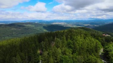 Almanya 'nın kozalaklı ormanları insansız hava aracı yazından görünüyor