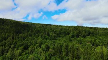 Almanya 'nın kozalaklı ormanları insansız hava aracı yazından görünüyor