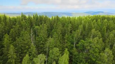 Almanya 'nın kozalaklı ormanları insansız hava aracı yazından görünüyor