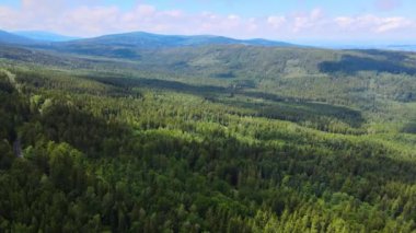 Almanya 'nın kozalaklı ormanları insansız hava aracı yazından görünüyor