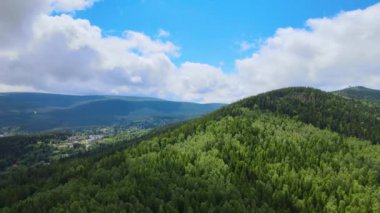 Almanya 'nın kozalaklı ormanları insansız hava aracı yazından görünüyor