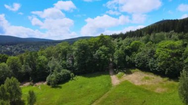 Almanya 'nın kozalaklı ormanları insansız hava aracı yazından görünüyor