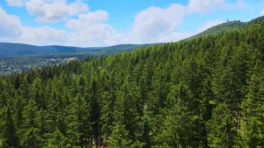 Almanya 'nın kozalaklı ormanları insansız hava aracı yazından görünüyor