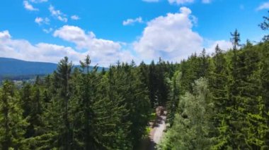 Almanya 'nın kozalaklı ormanları insansız hava aracı yazından görünüyor