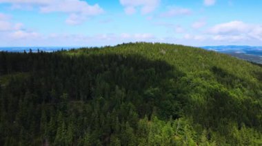 Almanya 'nın kozalaklı ormanları insansız hava aracı yazından görünüyor