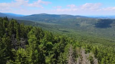 Almanya 'nın kozalaklı ormanları insansız hava aracı yazından görünüyor