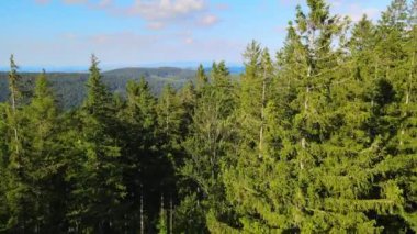 Almanya 'nın kozalaklı ormanları insansız hava aracı yazından görünüyor