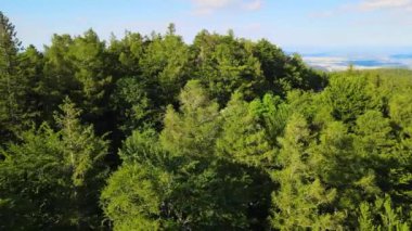 Almanya 'nın kozalaklı ormanları insansız hava aracı yazından görünüyor