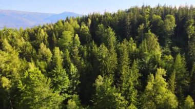 Almanya 'nın kozalaklı ormanları insansız hava aracı yazından görünüyor