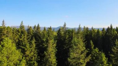 Almanya 'nın kozalaklı ormanları insansız hava aracı yazından görünüyor