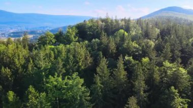 Almanya 'nın kozalaklı ormanları insansız hava aracı yazından görünüyor