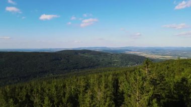 Almanya 'nın kozalaklı ormanları insansız hava aracı yazından görünüyor