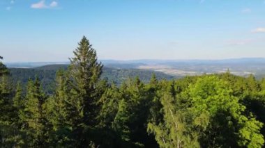Almanya 'nın kozalaklı ormanları insansız hava aracı yazından görünüyor