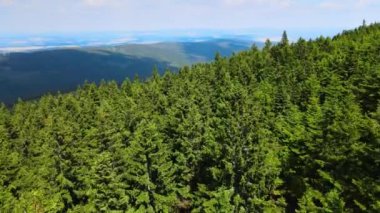 Almanya 'nın kozalaklı ormanları insansız hava aracı yazından görünüyor