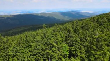 Almanya 'nın kozalaklı ormanları insansız hava aracı yazından görünüyor