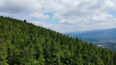 Almanya 'nın kozalaklı ormanları insansız hava aracı yazından görünüyor