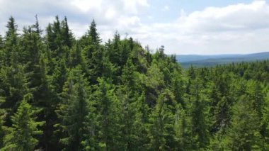 Almanya 'nın kozalaklı ormanları insansız hava aracı yazından görünüyor