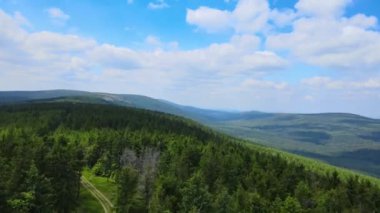 Almanya 'nın kozalaklı ormanları insansız hava aracı yazından görünüyor