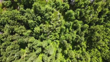 Yükselen kaya oluşumları, Almanya 'daki Sakson İsviçre Dağları' nda açık bir gökyüzünün altında yemyeşil bir ormanın ortasında duruyor..
